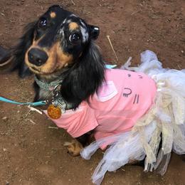 Willow - Dachshund
