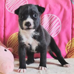 Sweetpea - Black brindle female American Staffordshire Terrier puppy in Bastrop County, Texas from Ironheart American Staffordshire Terriers