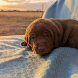 Dilute Retriever and Labrador Retriever Puppies from LC Hunting Labs, LLC.