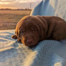 Dilute Retriever and Labrador Retriever Puppies from LC Hunting Labs, LLC.