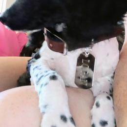 Poodle Puppies from Reeves Family Standard Poodles