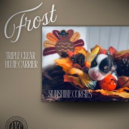 Frost - White and black male Pembroke Welsh Corgi puppy in Mannington, West Virginia from Sunshine Corgies