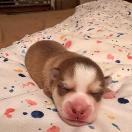 Dior - Blue female Pomsky puppy in Bucyrus, Missouri from Hill Top Pomskies
