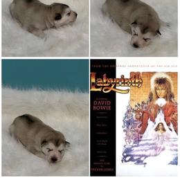 Labyrinth - Sable and white female Alaskan Malamute puppy in Easton, Maryland from Stars Howl-O Kennels by FurEver Friends Inc