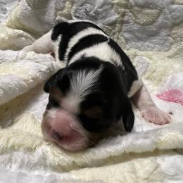 Oliver - Tri-color male Cavalier King Charles Spaniel puppy in Pennsylvania from Julie's Cavalier King Charles Spaniels