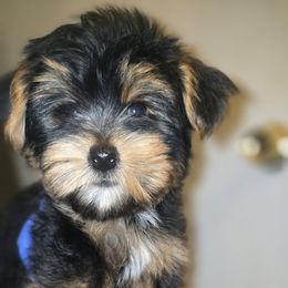 Biewer Terrier, Yorkipoo, and Yorkshire Terrier Puppies from Tiny Paws Luxury Pets
