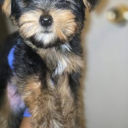 Biewer Terrier, Yorkipoo, and Yorkshire Terrier Puppies from Tiny Paws Luxury Pets