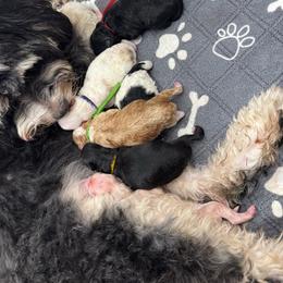 Bernedoodle puppies from Pet Inn Xxweetdoodles