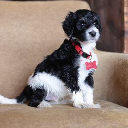 Red collar male - Black and white male Bernedoodle puppy in Scottsboro, Alabama from Dixie Land Doodles
