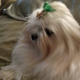 Maltese from Yelsa's Maltese Puppies