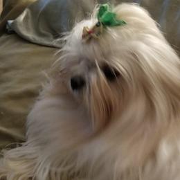 Maltese from Yelsa's Maltese Puppies