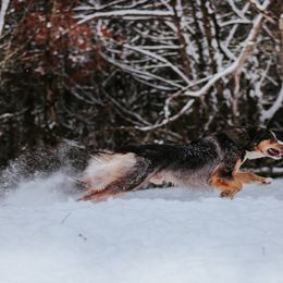 Border Collie All Grown Up from M&D Border Collies