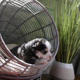 Pomsky Puppies from Arctic Star Pomskies