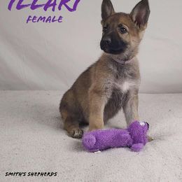 Illari - Sable German Shepherd puppy in Hays, Kansas from Smith's Shepherds
