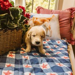 Leah - Golden female Golden Retriever puppy in Ramona, California from SDPREMIERGOLDENS