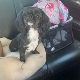Dolly - Shih Tzu