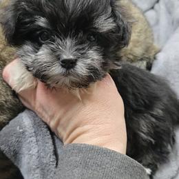 Black tri girl - Black and tan female Havanese puppy in Vinita, Oklahoma from Locust Creek Shih Tzu & Havanese