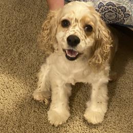 Molly - Cocker Spaniel