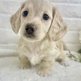 Dachshund Puppies from Chilidog Dachshunds