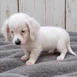 Annette - Piebald female Dachshund puppy in Piggott, Arkansas from KL Country