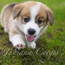 Pembroke Welsh Corgi Puppies from Indiana Corgis LLC