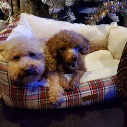 Cavapoo, Maltese, Maltipoo, and Poodle Puppies from Mt.BakerPoodles&Doodles