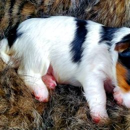 Yorkshire Terrier Puppies from Pixieland Yorkshire Terriers