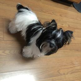 Rio - Yorkshire Terrier