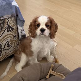 Cavalier King Charles Spaniel Puppies from Reynolds Farms Cavaliers