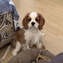 Cavalier King Charles Spaniel Puppies from Reynolds Farms Cavaliers