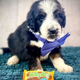 Bernedoodles from Lala Belle Litters