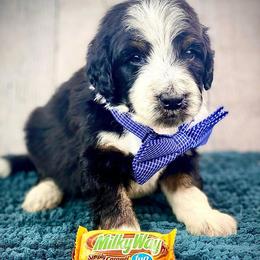 Bernedoodles from Lala Belle Litters