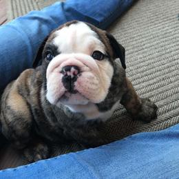 Gomez Green - Red and white male Bulldog puppy in Laurel, Montana from Bull Mountain Bulldogs
