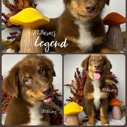 6 Legend - Red tri-color male Australian Shepherd puppy in Huntington, Texas from JKKJ Farms, LLC