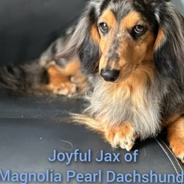 Dachshund Puppies from Tiny Tails Ranch