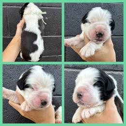 Teal - Mahogany and white female Saint Bernard puppy in Ladysmith, Wisconsin from Northwoods Saint Bernards