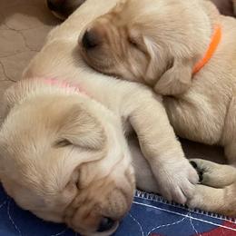 Labrador Retriever Puppies from Green Mountain Labradors