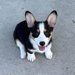 Boy 1 - Black and tan male American Corgi puppy in Oxford, Iowa from Burns Corgis