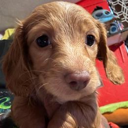 Girl 3 - Red female Dachshund puppy in San Antonio, Texas from Bear Bear's House of Doxies