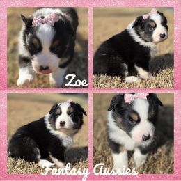 Zoe - Black tri-color female Australian Shepherd puppy in Anna, Texas from Fantasy Pomeranians & Fantasy Aussies