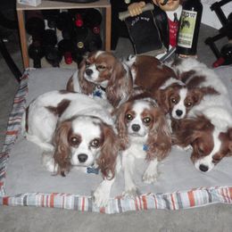 Cavalier King Charles Spaniel Puppies from Herrmann’s Royal Court of Cavalier King Charles Spaniel