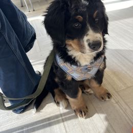 Bernese Mountain Dog Puppies from Bastian Mountain Dogs
