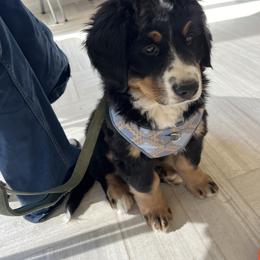Bernese Mountain Dog Puppies from Bastian Mountain Dogs