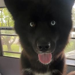 Pomskies and Siberian Huskies from Osiris’s Siberians & Pomskies