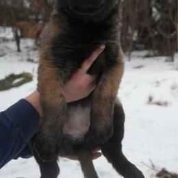 Danaerys - Fawn female Belgian Malinois puppy in Baltimore, Maryland from Abenteurer German Shepherds & Belgian Malinois
