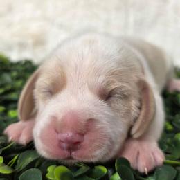 Red collar girl - Lemon and white female Beagle puppy in Spring Branch, Texas from Lost Trail Kennels