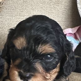 Tri  boy - Brown male Cavapoo puppy in Southside, West Virginia from Double Diamond Cavapoos
