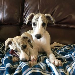 Whippet Puppies from Winstar Whippets