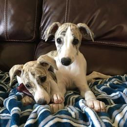 Whippet Puppies from Winstar Whippets