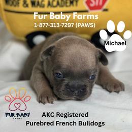 Michael - Blue fawn male French Bulldog puppy in Michigan from Fur Baby Farms